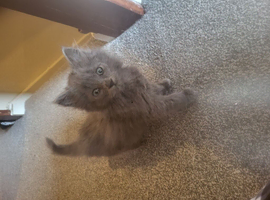 Persian cross female kitten blue color
