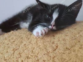 Male kitten