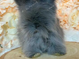 Stunning Angora Buck