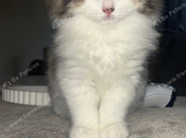 3 beautiful kittens looking for there forever home