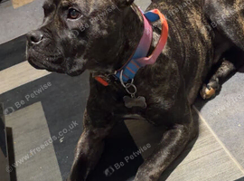 Gorgeous staff cross