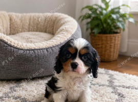 Boy cavalier king Charlie&rsquo;s