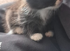 4 x kittens