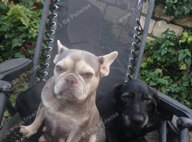 French Bull bitch
