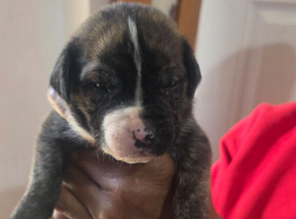 Beautiful American p bully x presa canario pups