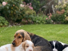 Show cocker spaniel