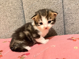 6 beautiful tabby kittens