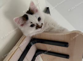 Female Kitten
