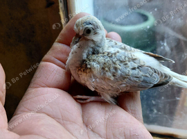 Diamond doves for sale