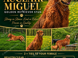 Golden retriever stud