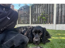 Cocker spaniel