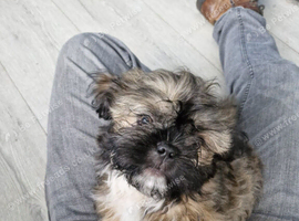 Male pugzu