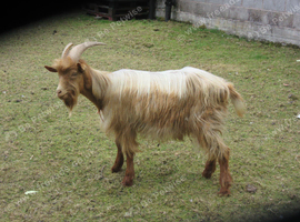 beautiful Golden Guernsey Billy
