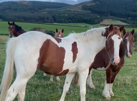 2 year old gelding to make 15.2hh