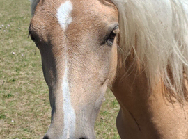 Registered Sec B Palomino Filly,looking for 5* Home