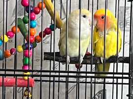 Pair of lovebirds
