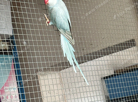 Ring neck blue palid female