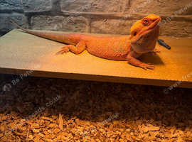 Bearded dragon and set up