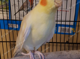 Cockatiel for sale