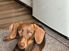 Chocolate and tan miniature dachshund