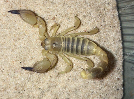 Large clawed scorpion