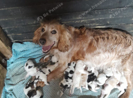 SHOW COCKER SPANIELS