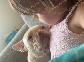 Beautiful French bulldog