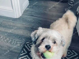 Shih Tzu- Teddy