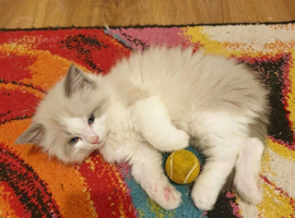 Ragdoll kittens