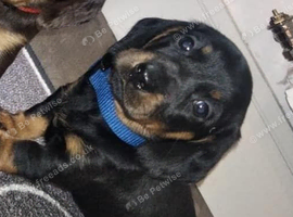 Dashund puppy