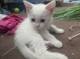 Female kitten