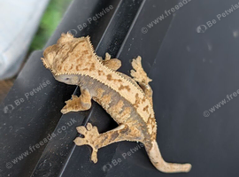 Baby crested geckos