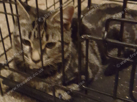 TABBY KITTEN Girl