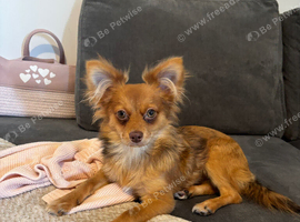 6 month Pom/Yorkie boy