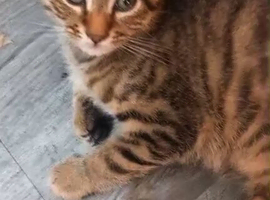 SAVANNAH KITTEN