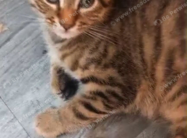 BENGAL X KITTEN