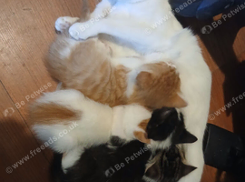 Kittens 3 boys 1 girl