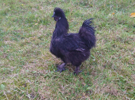 Chikens