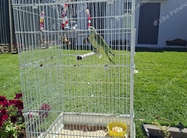 Full hand tame Alexandrine parrot,