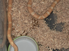 Adult corn snake