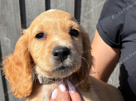 Working cocker spaniel puppies