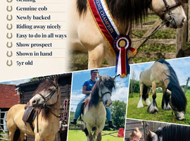 Genuine cob Showing prospect