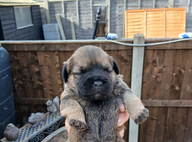 Border terrier pups (SLEM TESTED CLEAR)