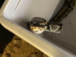 Female Wild type Royal Python - Tequilla