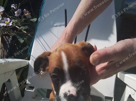 KC registered Bobtail boxer looking for sale
