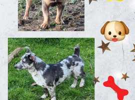 Jack Russell Stud