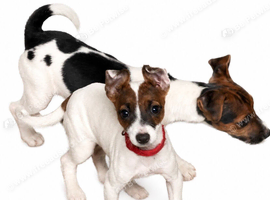 Jackrussel pups