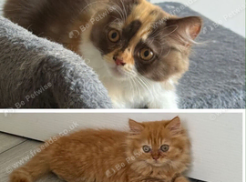 Available now Pedigree British Longhair kittens TICA registered