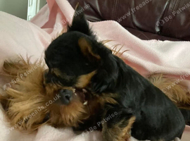 Yorkshire terrier litter of two puppies