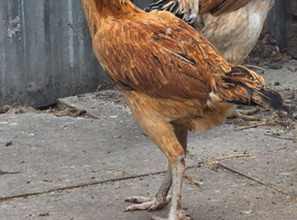 Aseel chicken